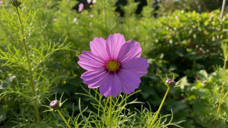 cosmos flower in garden 一分钟走一遍:把 cosmos flower i