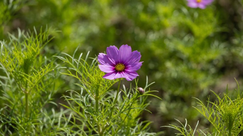 cosmos flower in garden 病虫害与常见异常排查